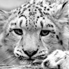 Wintercat's Avatar